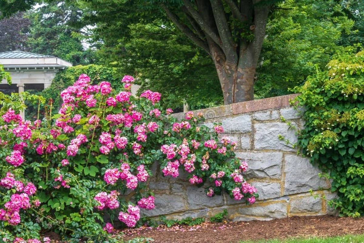 Reduce 5°C de calor con Clemátide y Rosa trepadora: guía de xerojardinería - image 1