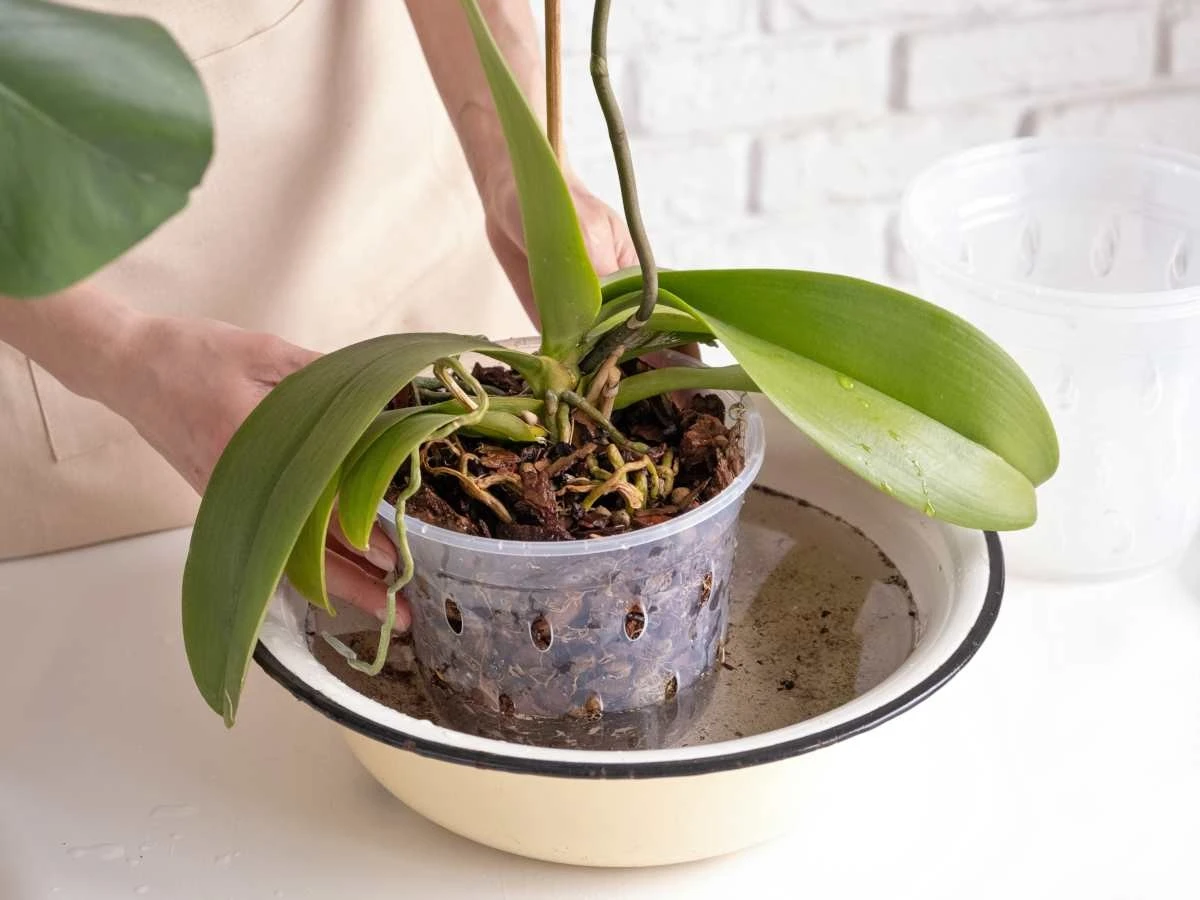 Riega tus orquídeas solo así: flores durarán semanas extra y las raíces nunca se pudrirán - image 1