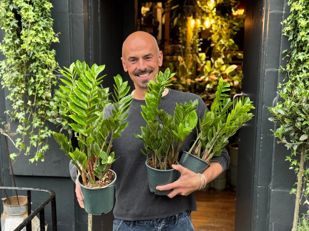 Riega tu Zamioculcas solo así: hojas perfectas, brillantes y verdes todo el año - image 1