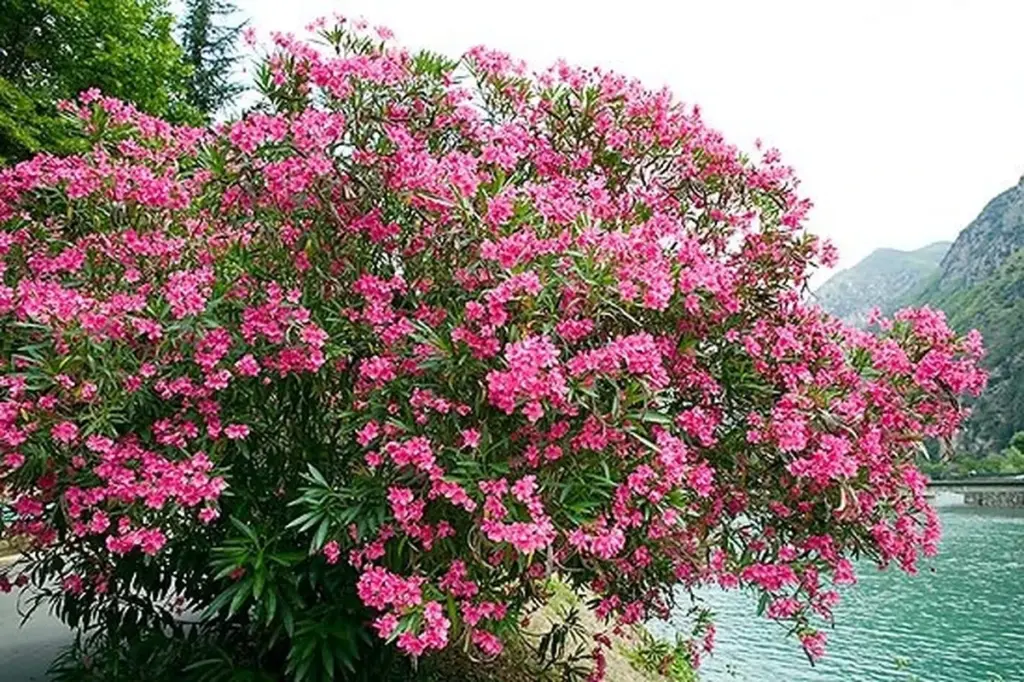Riesgo en casa: por qué vigilar tu Nerium oleander y Brugmansia este 2026