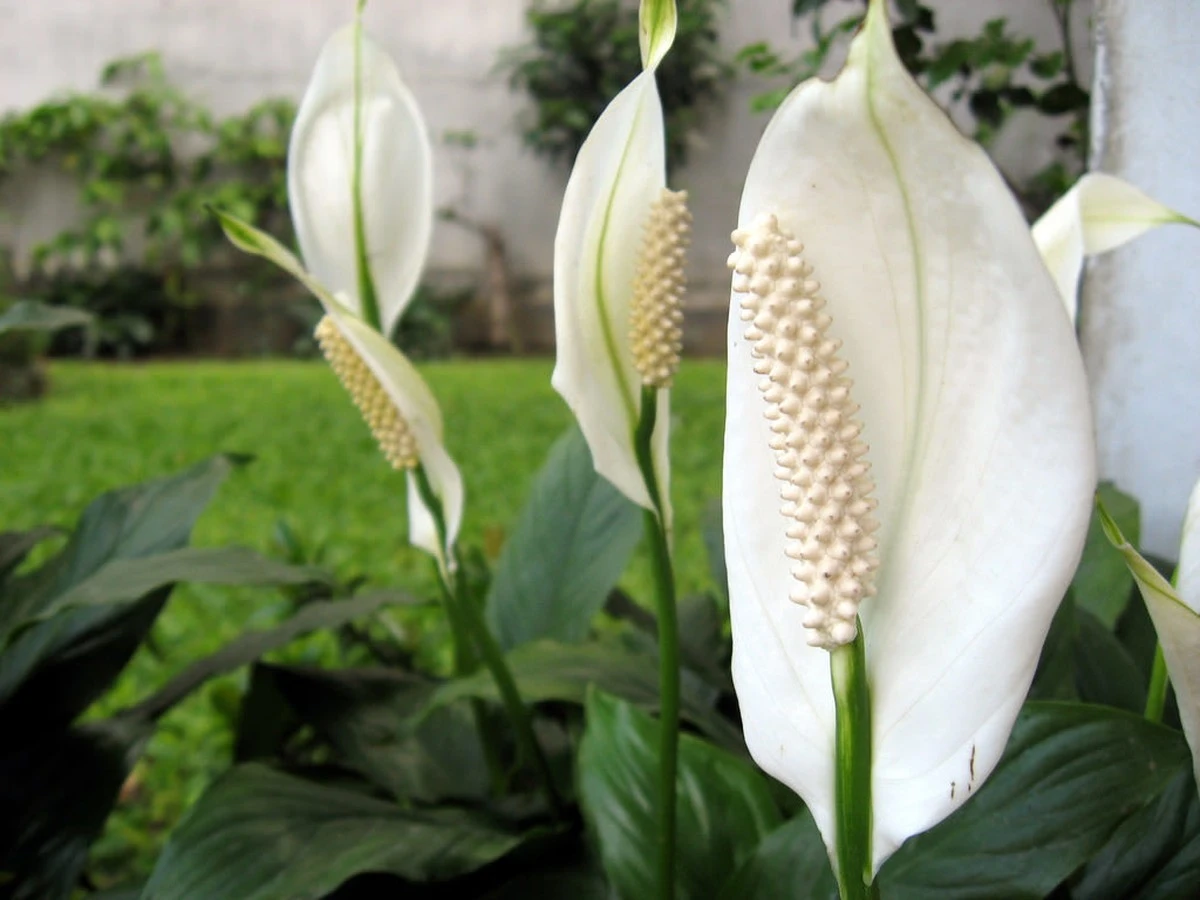 Riesgo en casa: por qué vigilar tu Nerium oleander y Brugmansia este 2026 - image 1
