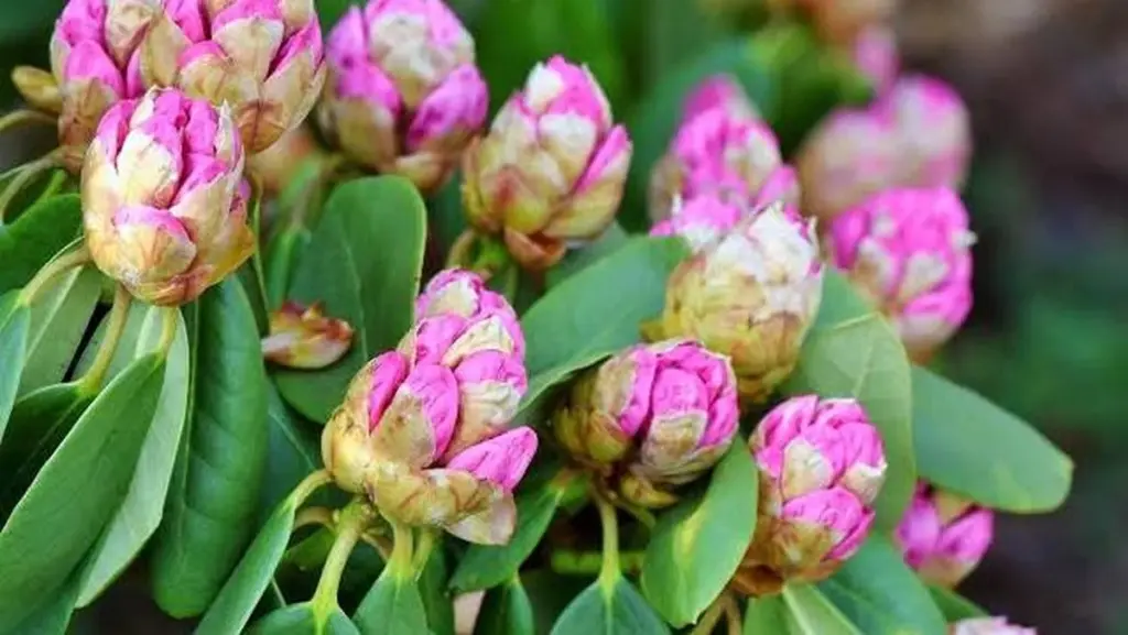 Rododendro marchito: el truco de los posos de café para que explote en flores