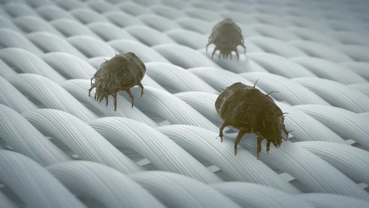 Ropa de cama y ácaros del polvo: por qué no debes lavar a 40°C - image 1