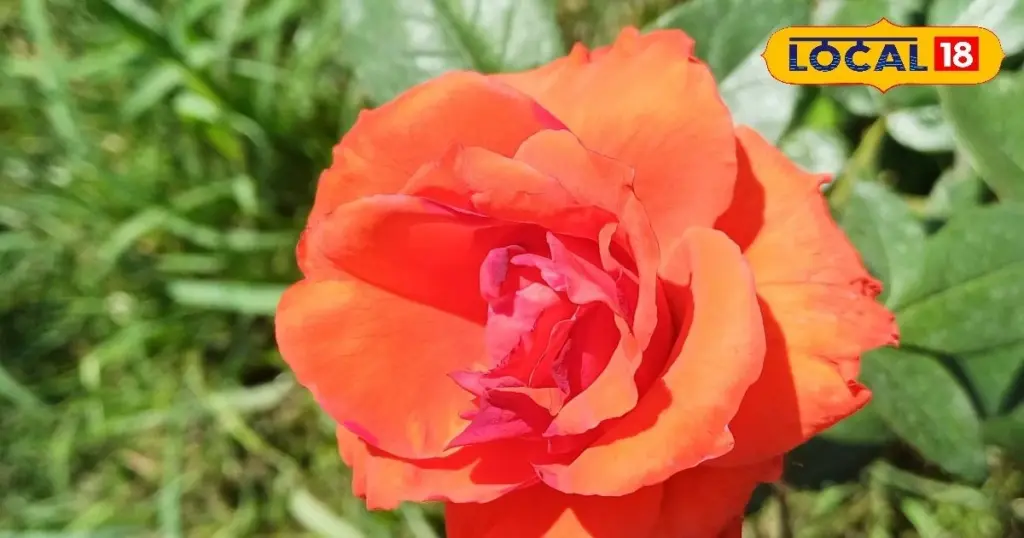 Rosas más vibrantes: el truco de jardinería para que florezcan el doble