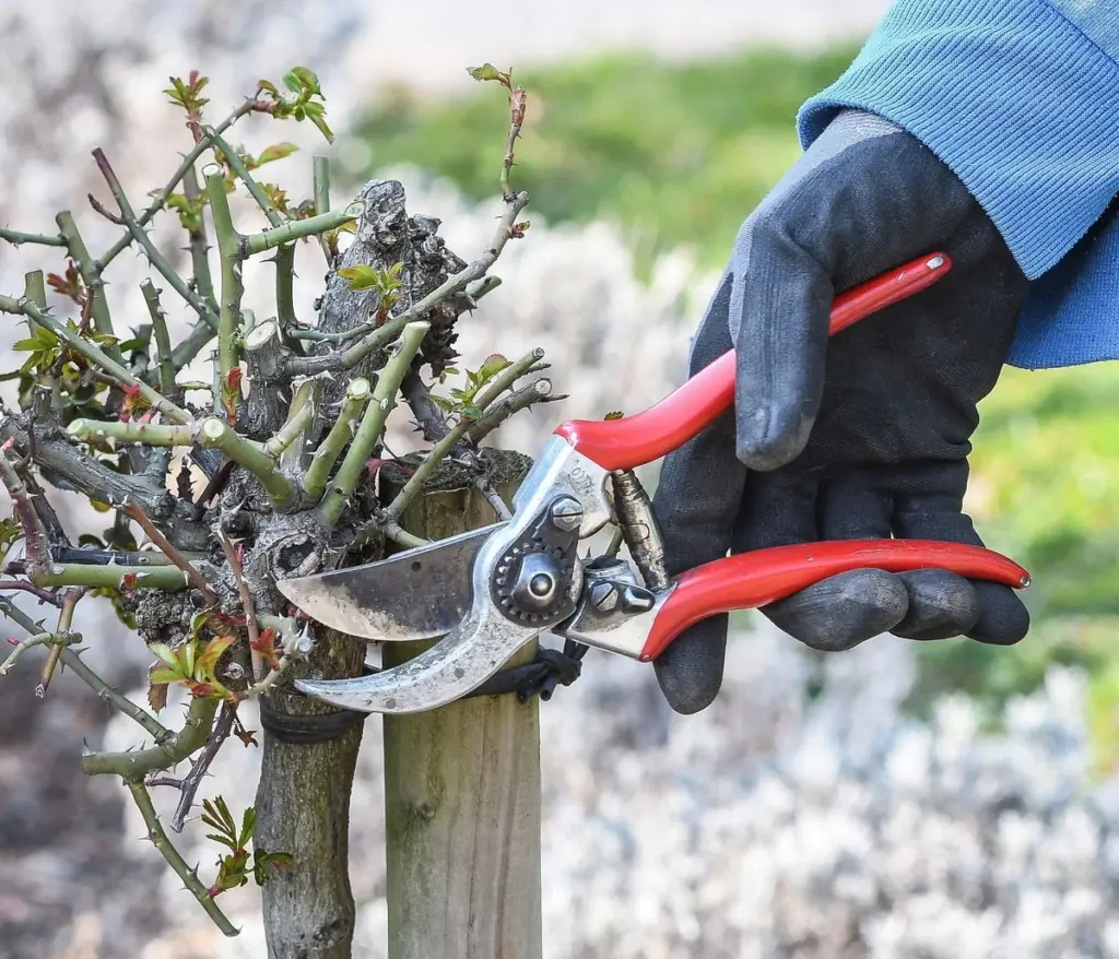 Rosas y Rododendros: el truco de poda para salvar tu jardín del calor