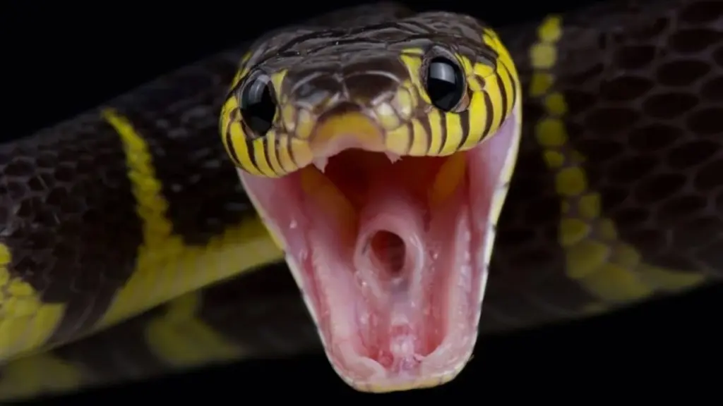 Serpiente en tu jardín: la sombra de la Adelfa (Nerium oleander) atrae reptiles