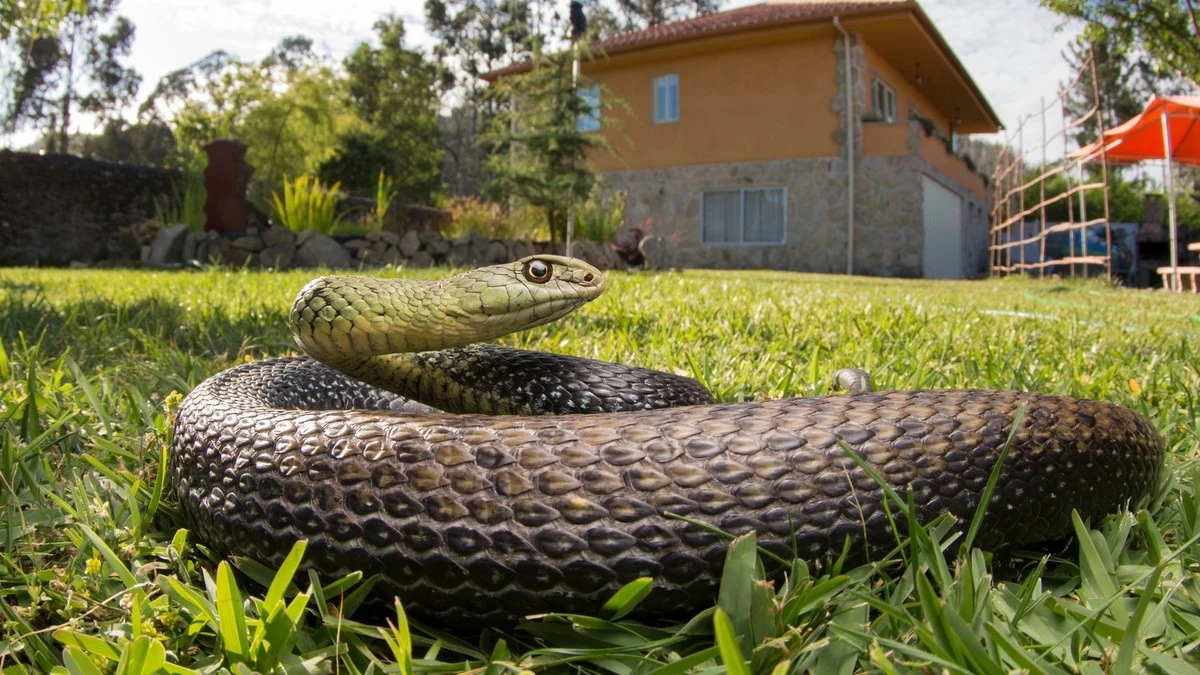 Serpiente en tu jardín: la sombra de la Adelfa (Nerium oleander) atrae reptiles - image 1