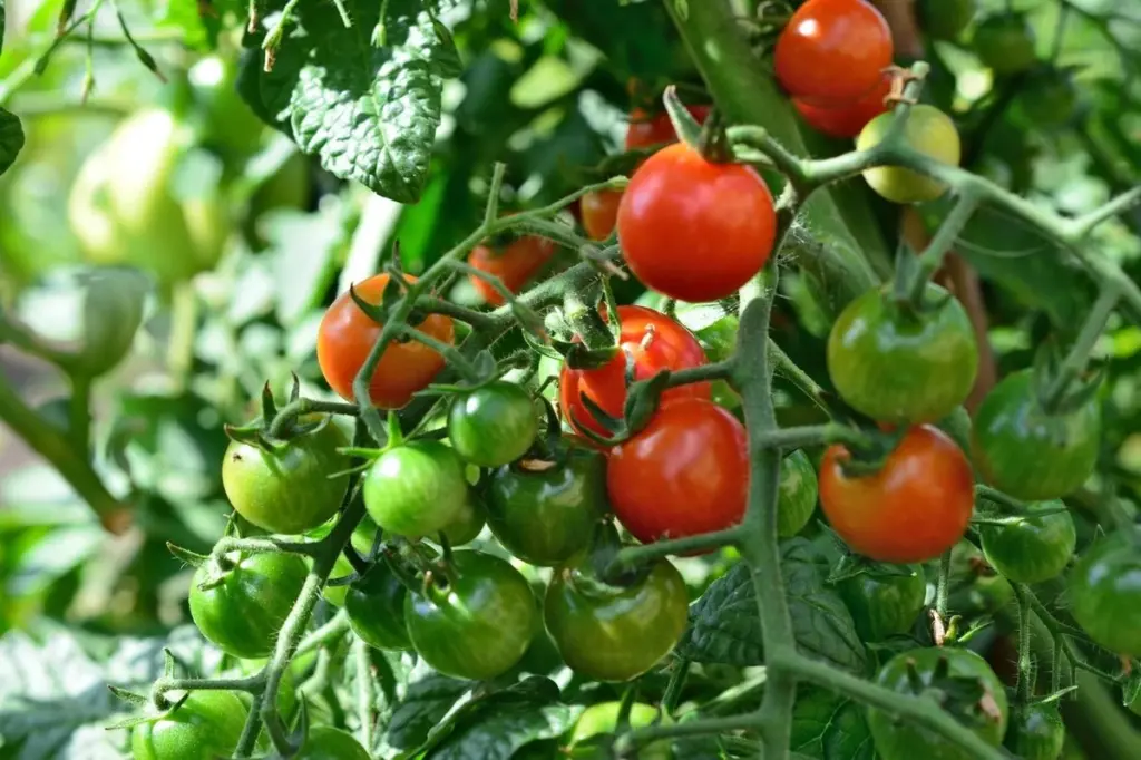 Siembra de tomate perfecta: el truco de luz para plantas más fuertes
