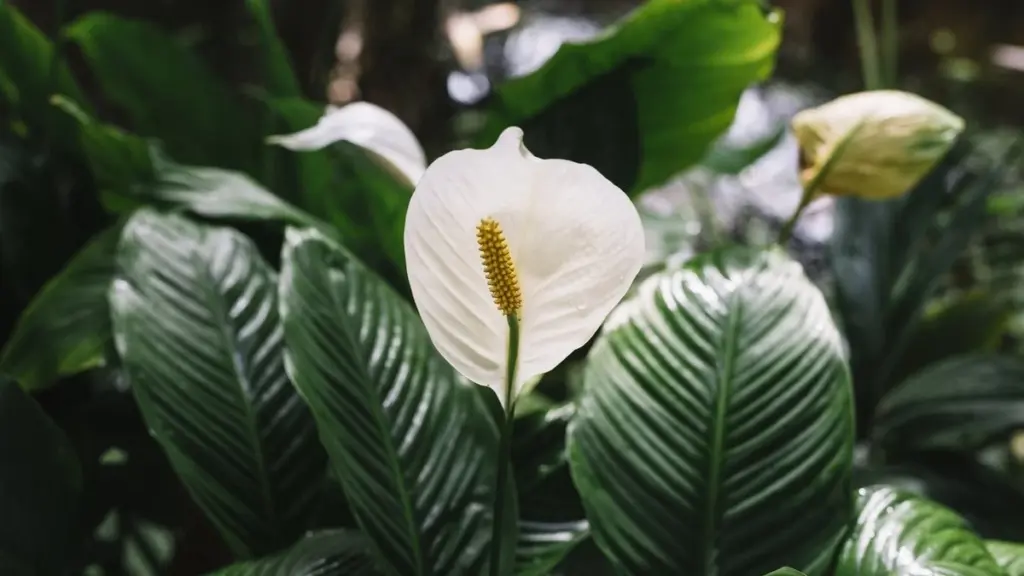 Spathiphyllum con hojas amarillas: el truco de los bosques tropicales para salvarlo