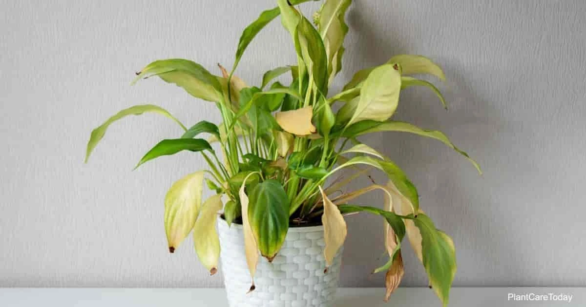 Spathiphyllum con hojas amarillas: el truco de los bosques tropicales para salvarlo - image 1