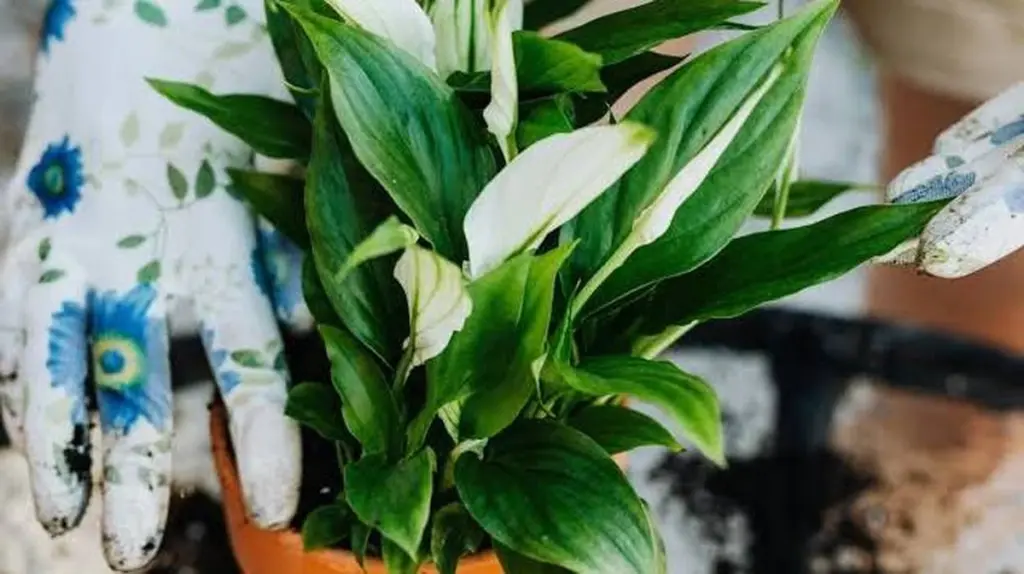 Spathiphyllum estancado: el truco para multiplicarlo con éxito esta Primavera