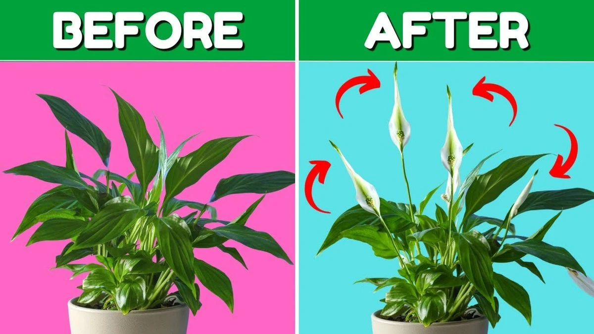 Spathiphyllum estancado: el truco para multiplicarlo con éxito esta Primavera - image 1