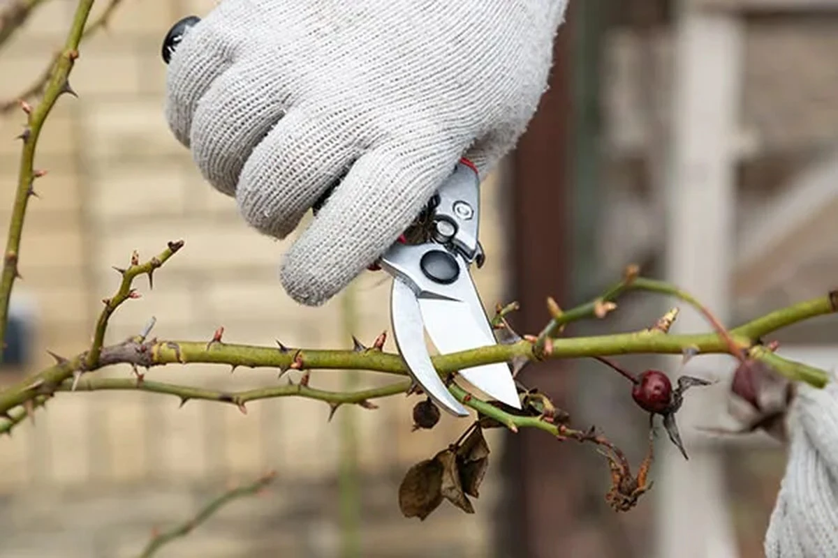 Temporada de poda en el jardín: el truco experto para flores todo el año - image 1