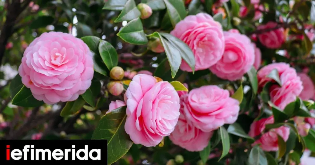 Terraza verde en invierno: el truco para cuidar tu Camellia japonica y Camellia