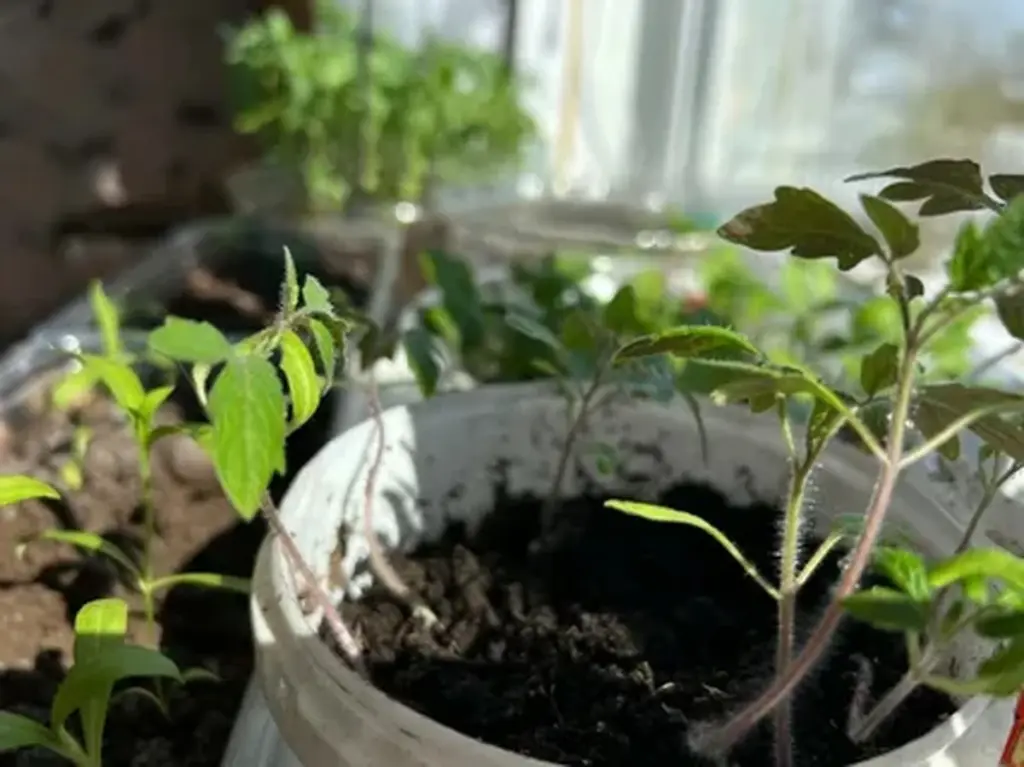 Tomates más fuertes y sabrosos cada cosecha: el truco del calendario lunar