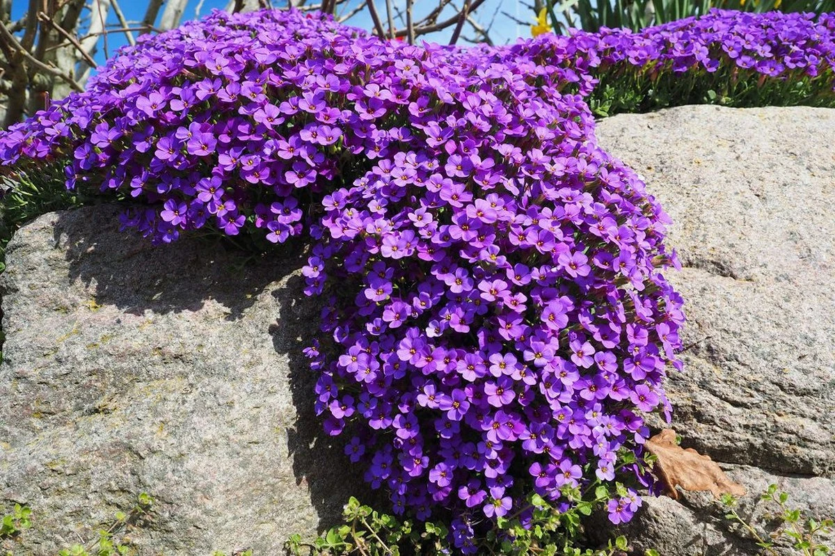 Trepadoras resistentes que florecen meses: el secreto de paisajistas para transformar tu jardín - image 1