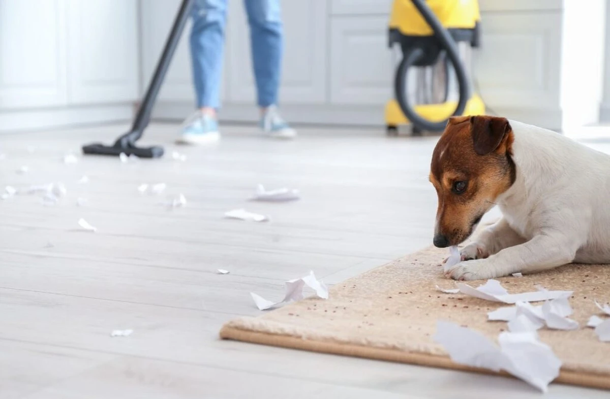Truco de limpieza: Renueva tu sofá ahuyentando los olores de mascotas con dos ingredientes - image 1