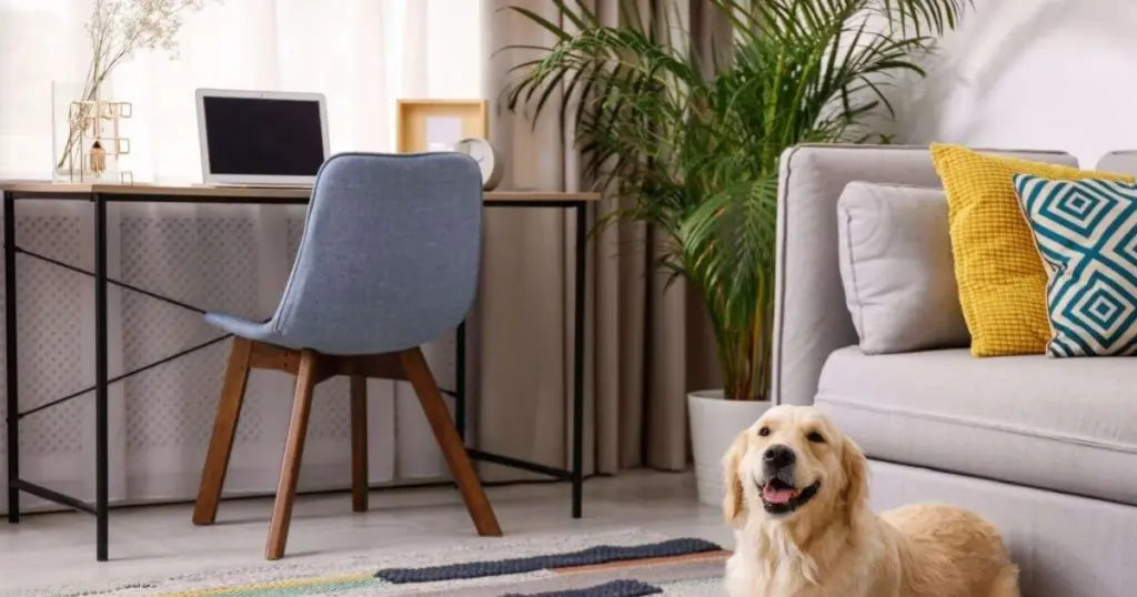 Tu hogar seguro y con estilo: 5 claves esenciales para decorar pensando en tu mascota