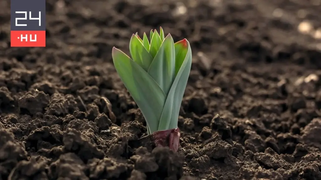 Tulipán sin flor: el truco de Hobbikert para rescatar tus bulbos hoy mismo