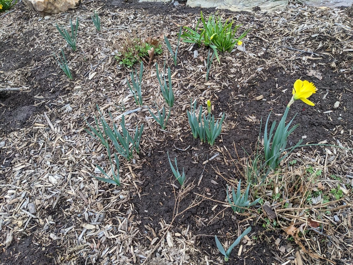 Tulipán sin flor: el truco de Hobbikert para rescatar tus bulbos hoy mismo - image 1
