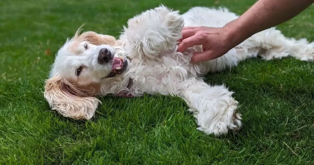 Tu perro siente cosquillas: la verdad detrás de sus reacciones incontrolables