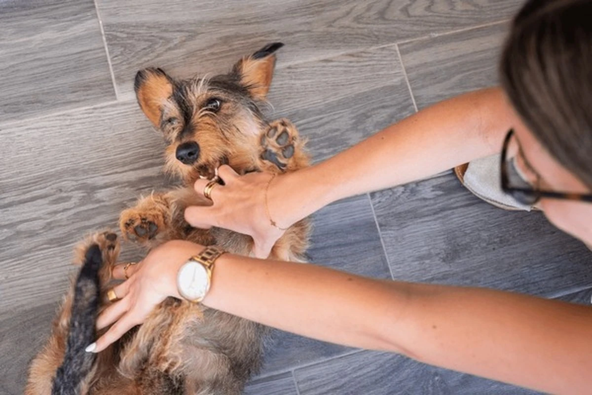 Tu perro siente cosquillas: la verdad detrás de sus reacciones incontrolables - image 1