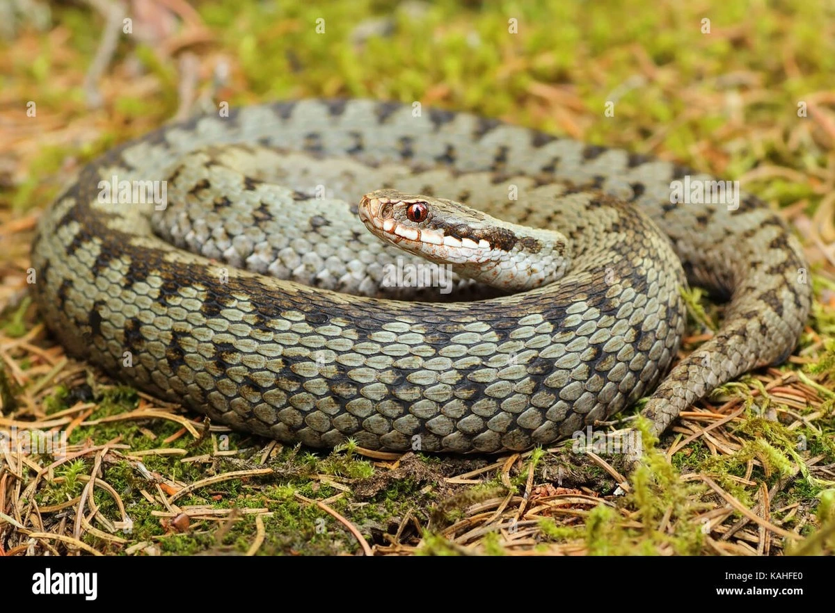 Vipera berus en tu jardín: 3 plantas que atraen reptiles esta primavera - image 1