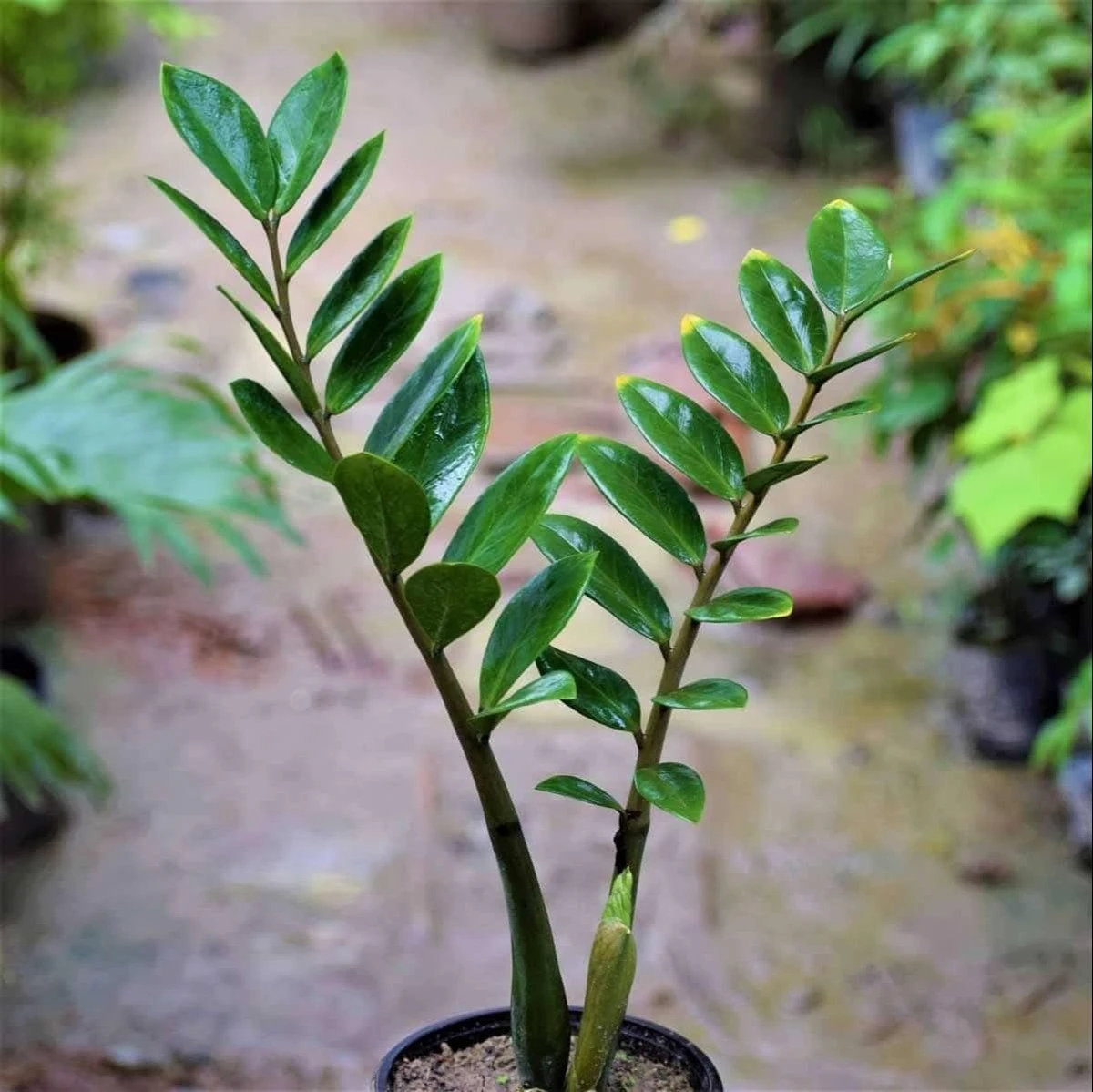 Zamioculcas zamiifolia de África Oriental: el truco para hojas verde bosque cada 10 días - image 1