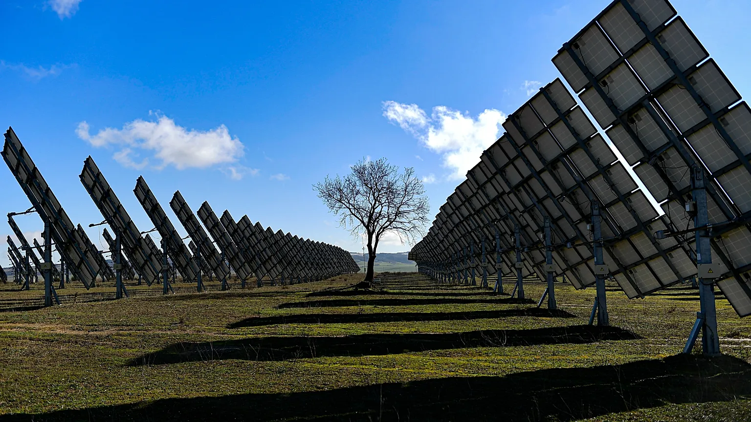 A tree is surrounded by solar panels in Los Arcos, Navarra Province, northern Spain, Friday, Feb. 24, 2023. Spain is building on its reputation in renewable energy.