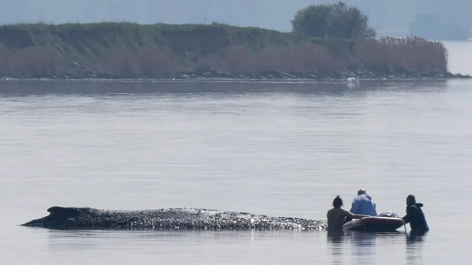 Helpers approach a humpback whale that is stuck off near the island of Poel, 16 April, 2026