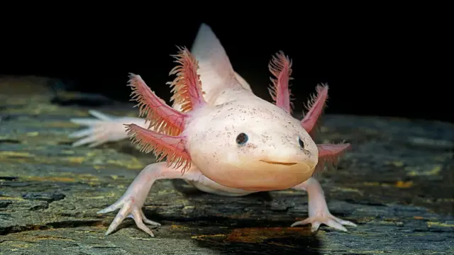 Ajolote