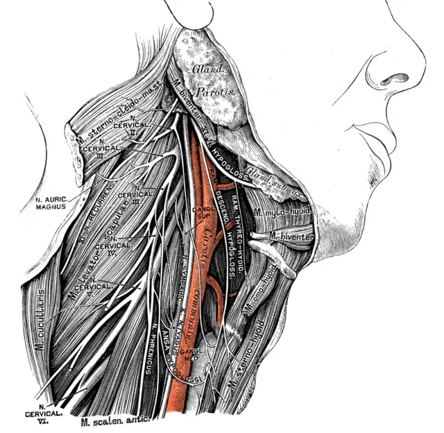 Ilustración científica de anatomía humana con etiquetas en latín/italiano: Nervio laríngeo recurrente