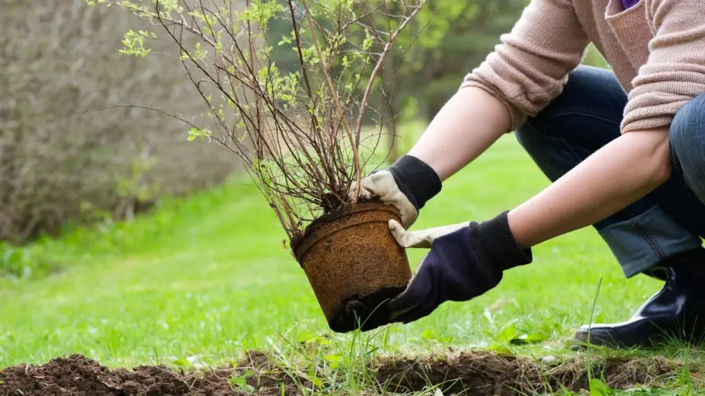 15 arbustos para plantar en abril: el secreto para revalorizar tu casa