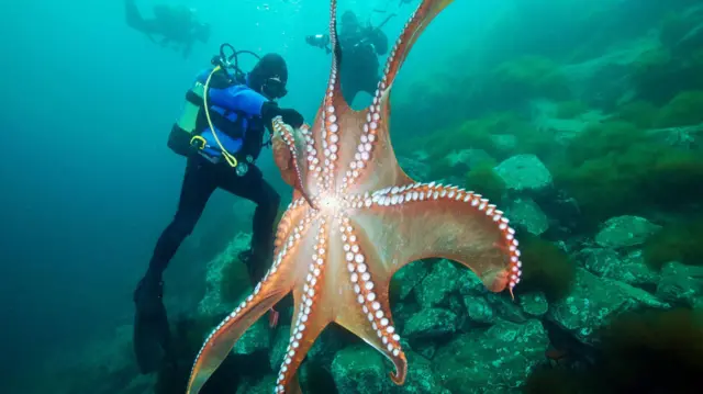 Un gran pulpo con los brazos extendidos, que muestran una serie de ventosas circulares, reposa sobre rocas con el mar azul de fondo. Tres buzos nadan cerca del animal.