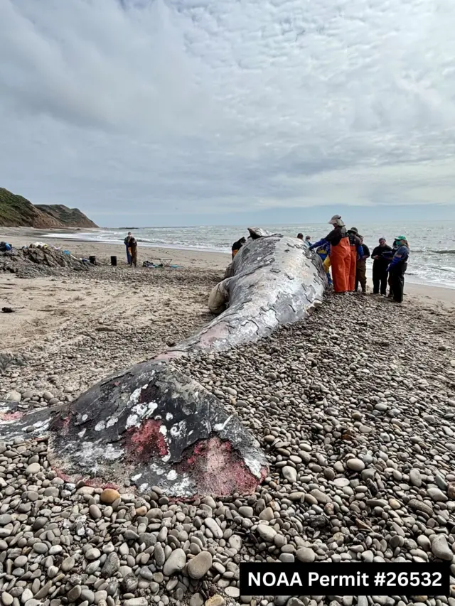 Un equipo de científicos de The Marine Mammal Center, junto con colaboradores de la Academia de Ciencias de California, lleva a cabo una necropsia, o autopsia animal, a una ballena gris macho adulta en el Parque Nacional Costero de Point Reyes el 1 de abril de 2026.