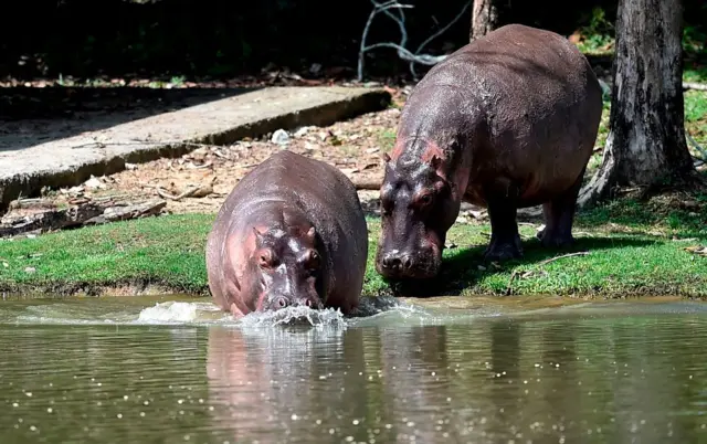 Dos hipopótamos ingresan a un río en Colombia