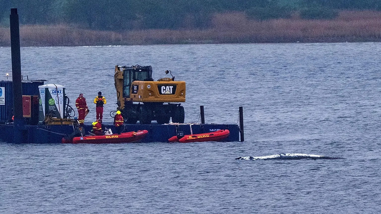 A work pontoon with a special excavator and smaller escort boats are in use near the stranded humpback whale off the island of Poel, 19 April, 2026