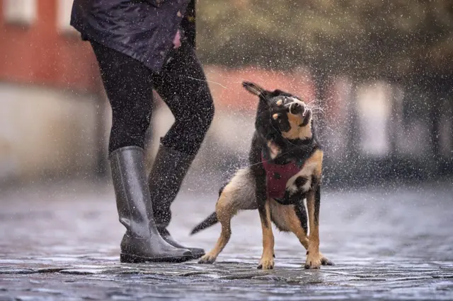 Perro bajo la lluvia
