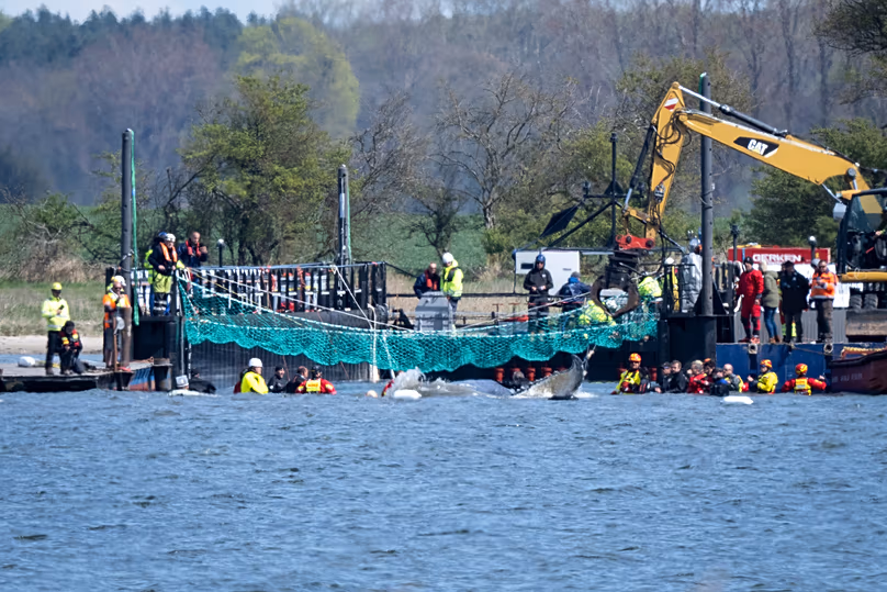 Timmy the humpback whale swims off the island of Poel towards a transport ship, 28 April, 2026