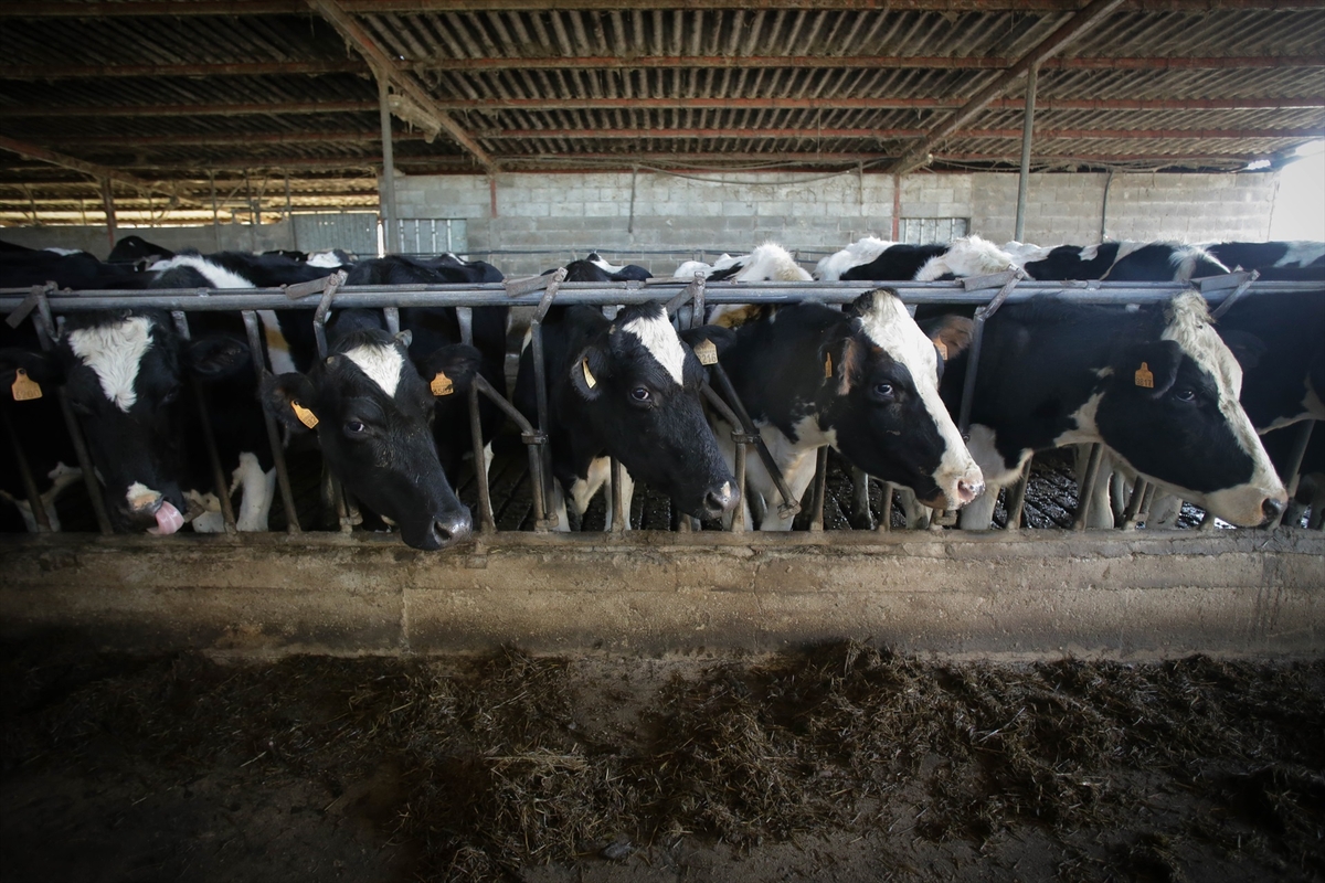 Varias vacas durante el ordeño en la ganadería Bértolos e Serranos, a 19 de febrero de 2023, en Macedo, Friol, Lugo, Galicia (España). (Carlos Castro / Europa Press)