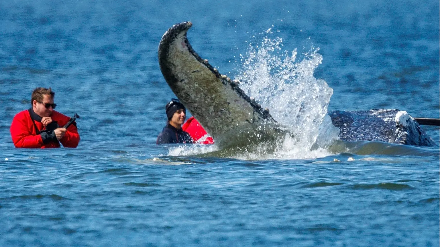 Helpers use straps to try to pull the stranded humpback whale in Fährdorf, 28 April, 2026