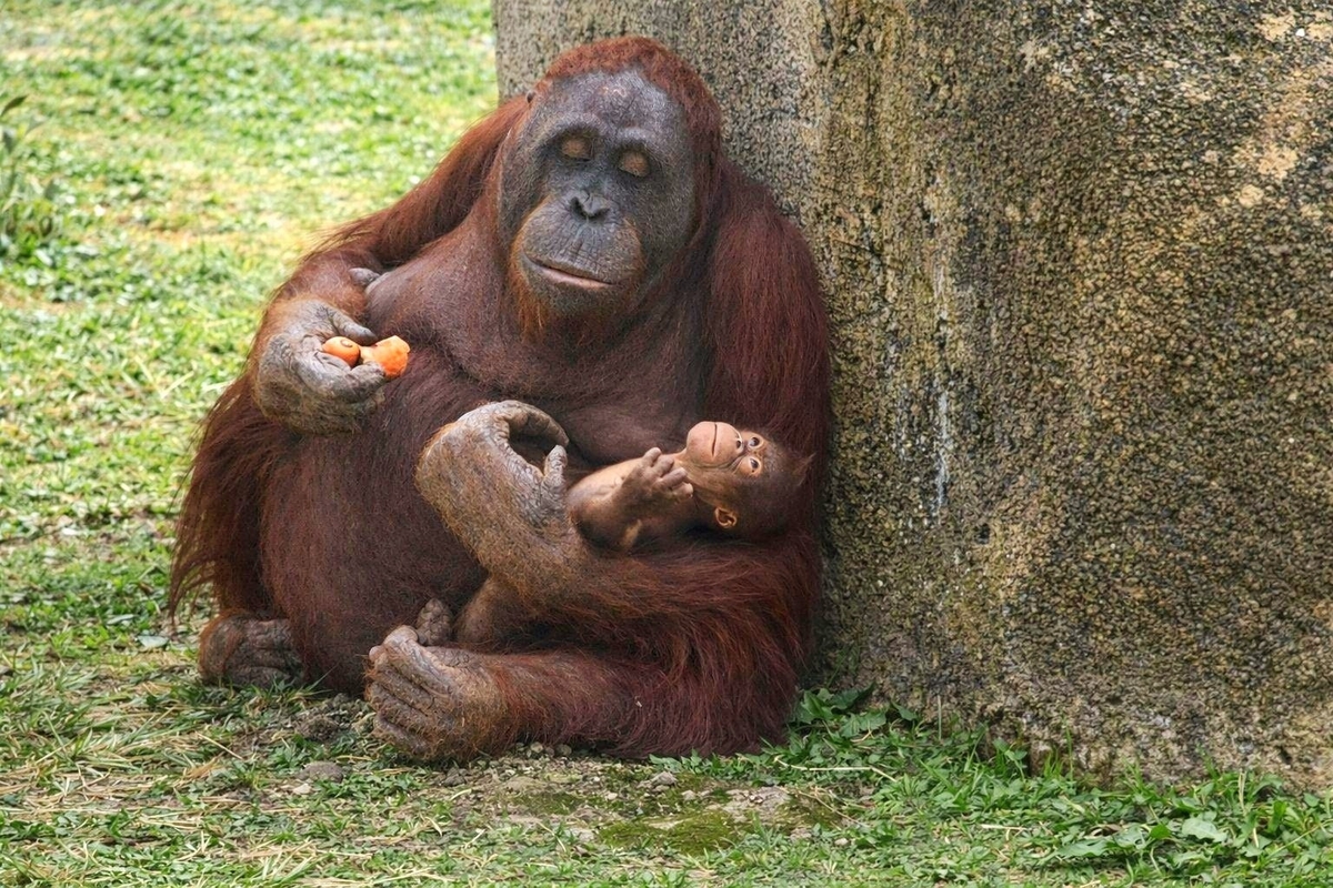 Un orangután grande sujeta con uno de sus brazos a una cría, que mira hacia el cielo