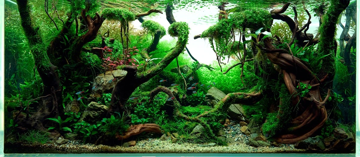 3 plantas de agua que limpian tu hogar y decoran cualquier rincón - image 1