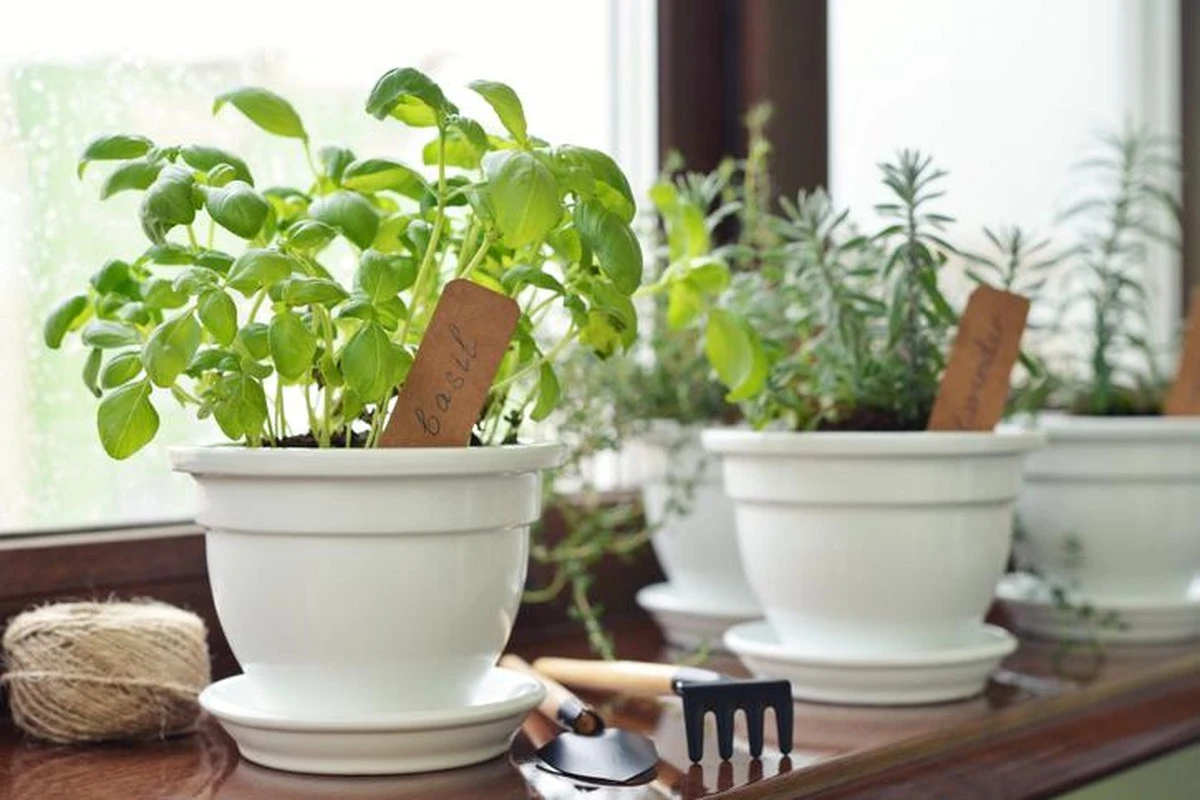3 plantas de interior que perfumarán tu hogar cultivadas solo en agua - image 1