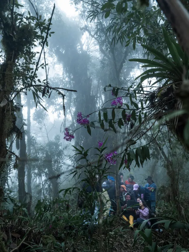 Guías capacitados en liderazgo, ecología, biología, turismo y primeros auxilios revisan las cámaras instaladas en el bosque.