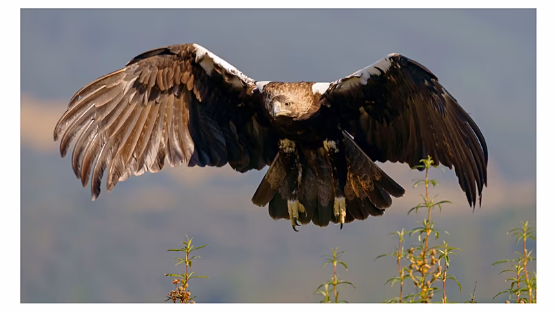 The Spanish imperial eagle