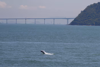 Un delfín blanco chino saltando fuera del agua en frente del puente Hong Kong-Zhuhai-Macau. (Reuters / Bobby Yip / Imagen de archivo)
