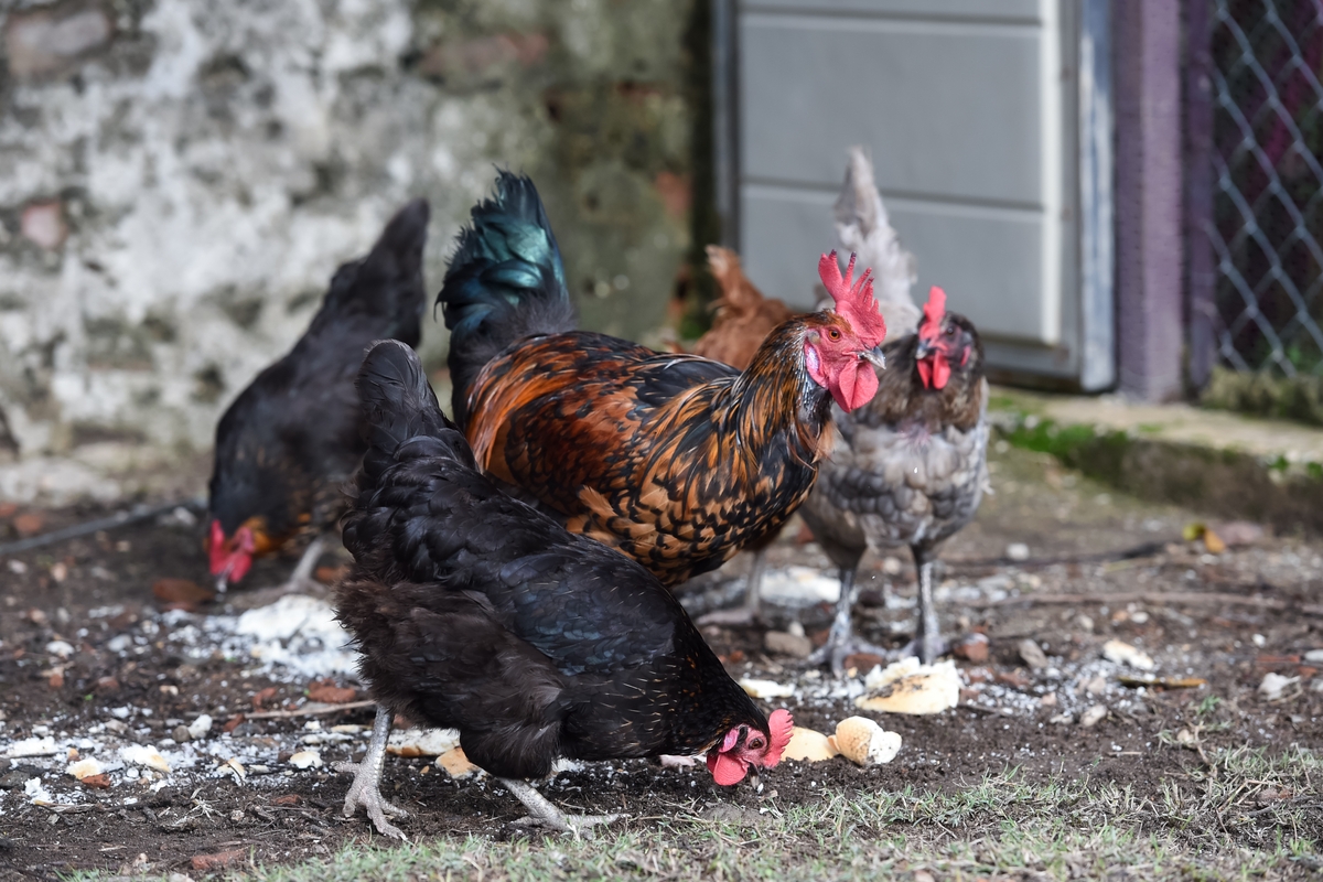 Varias gallinas en un corral de pollos