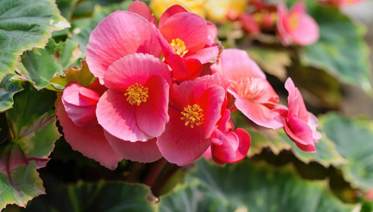 5 Cuidados Esenciales Para Tener Begonias Floridas Todo el Año - image 1