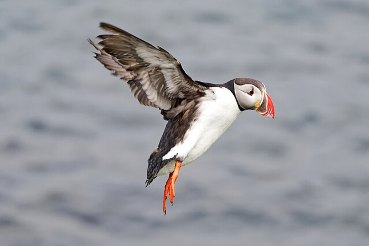 Ejemplar de frailecillo atlántico. (Jakub Hałun/Wikimedia Commons)